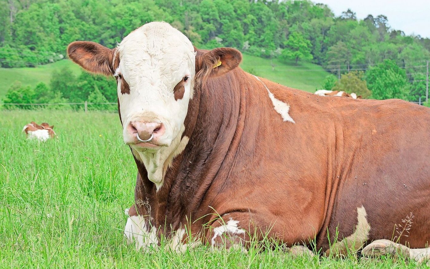 Die Änderungen in der Tierzucht betreffen nicht nur das Rindvieh. Der Bundesrat will, dass für Förderbeiträge wissenschaftlicher gearbeitet wird.