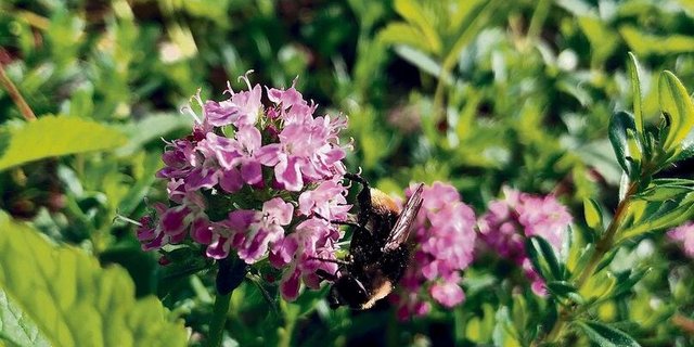 Wildbienen sind wählerischer als Honigbienen. Hier besucht eine Wildbiene die Blüten des wilden Thymians.