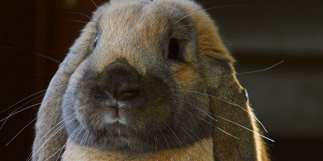 Kleinwidder-kaninchen haben hängende Ohren und werdenzutraulich.