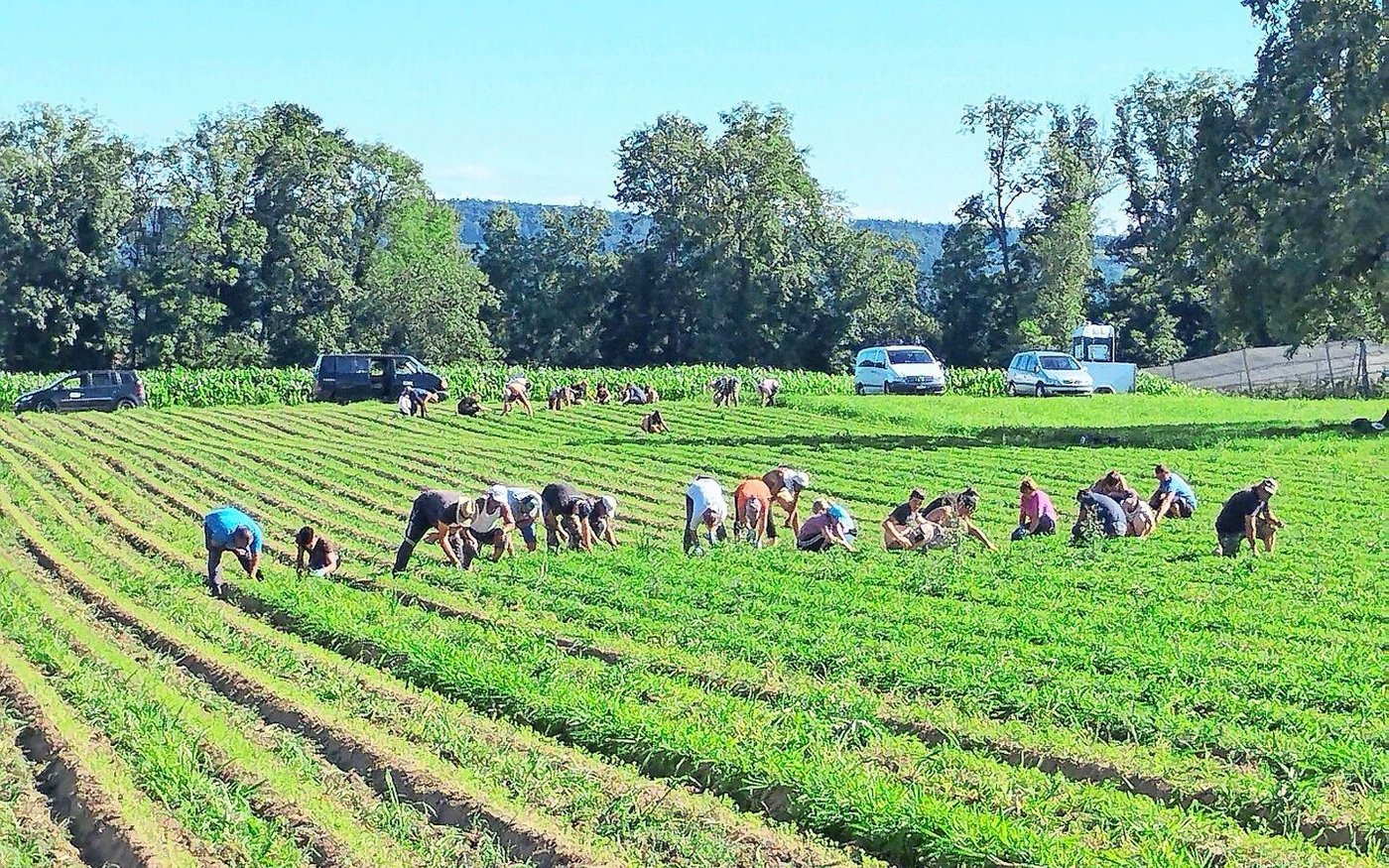 Die meisten Mitarbeitenden von Roman Dünners Biogemüsebetrieb stammen aus Polen, Rumänien, Ungarn und der Slowakei.   