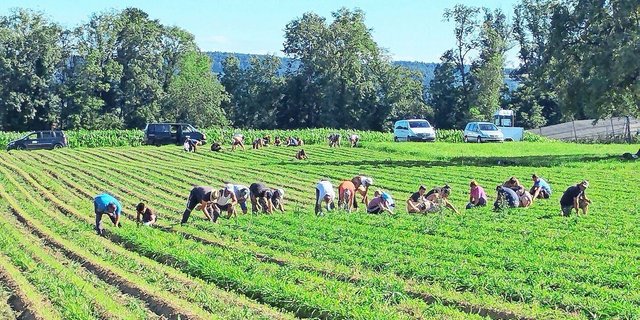 Die meisten Mitarbeitenden von Roman Dünners Biogemüsebetrieb stammen aus Polen, Rumänien, Ungarn und der Slowakei.   