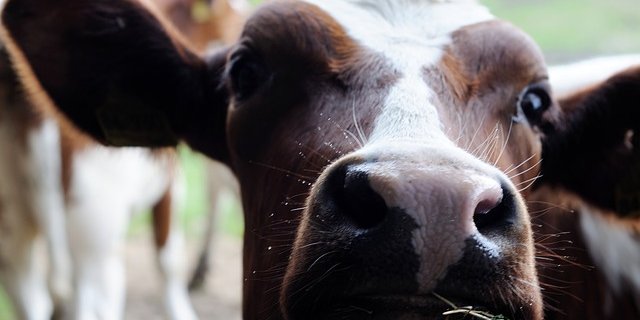 Die überraschten Kühe griffen die Frau an und trampelten sie nieder. (Symbolbild Pixabay)