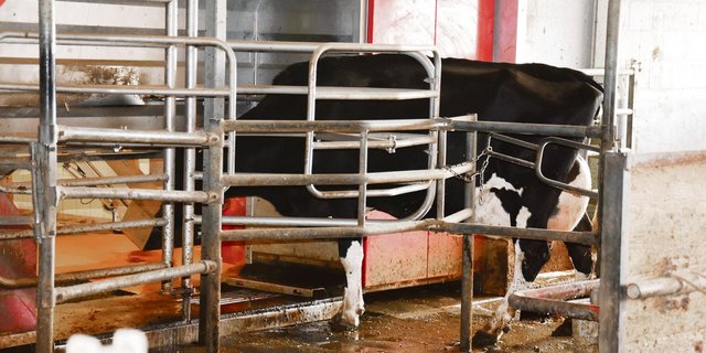 Über 1000 Melkroboter sind inzwischen in der Schweiz schon im Einsatz. (Bild Peter Fankhauser)