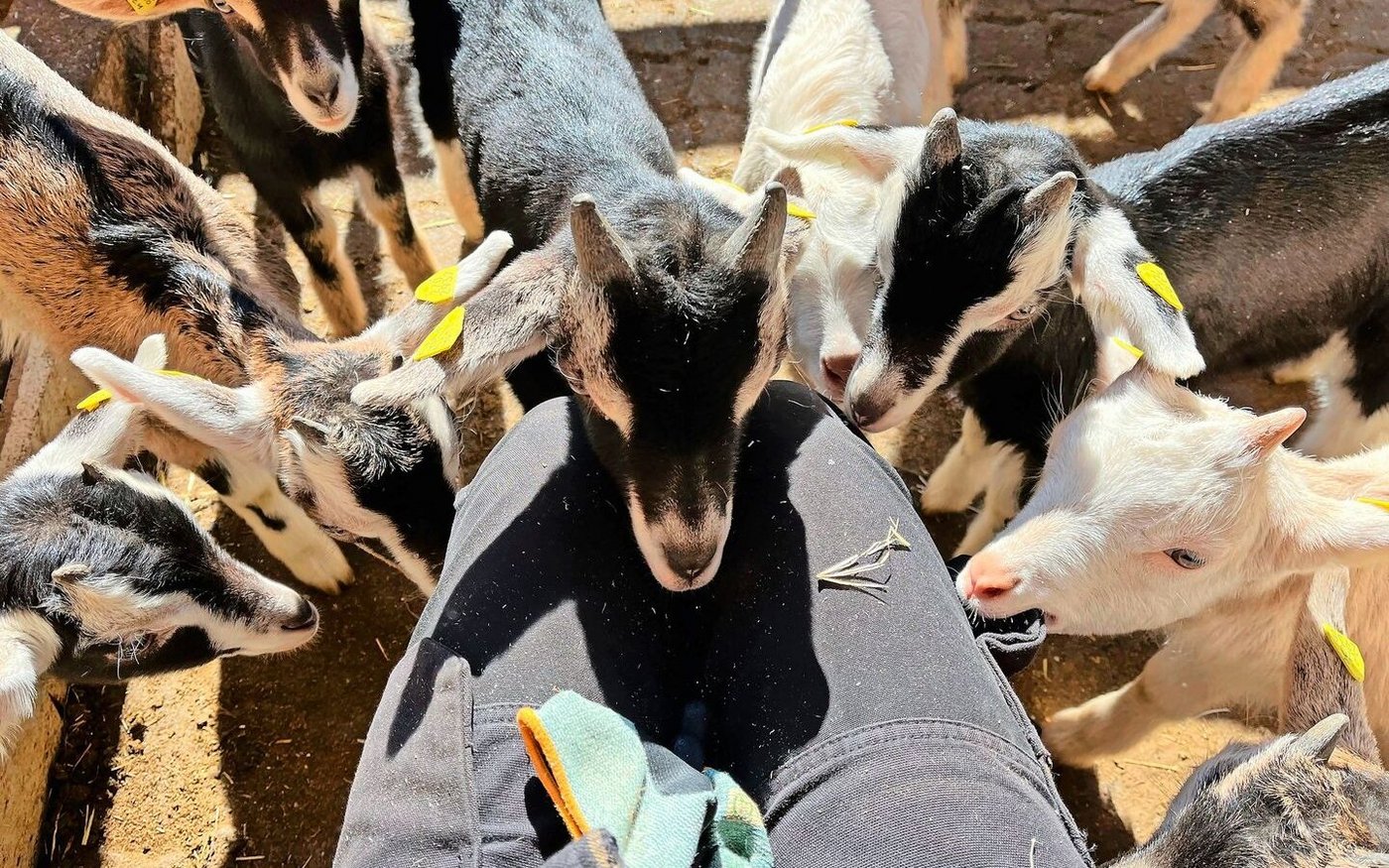 Umringt von Gitzis: Die Arbeit mit Tieren liegt Sarah Elser am Herzen.