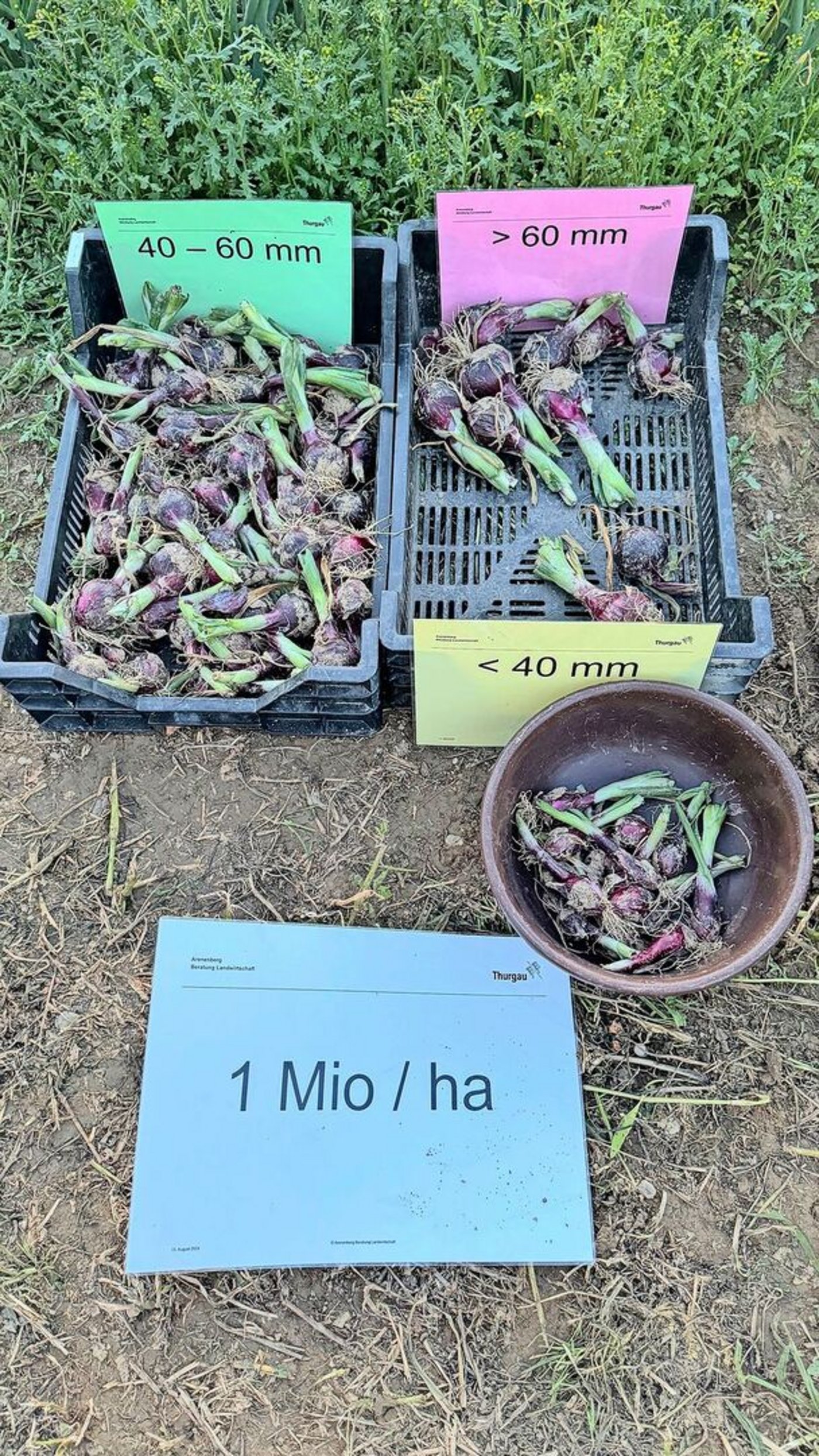 Die Kaliberverteilung bei der tiefen Saatvariante  