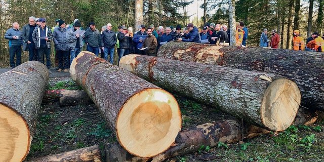 Auch schöne Nadelholzstämme lösten gute Preise. Platzchef Lukas Gerig (m.) erläutert die Qualität der Werthölzer.  