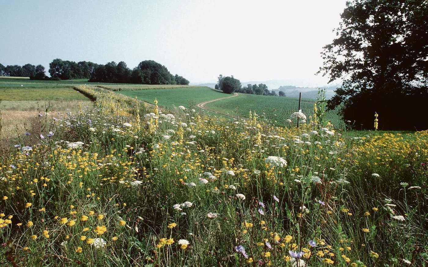Rotationsbrachen sind weniger anfällig auf Vergrasung und Verunkrautung als Buntbrachen.