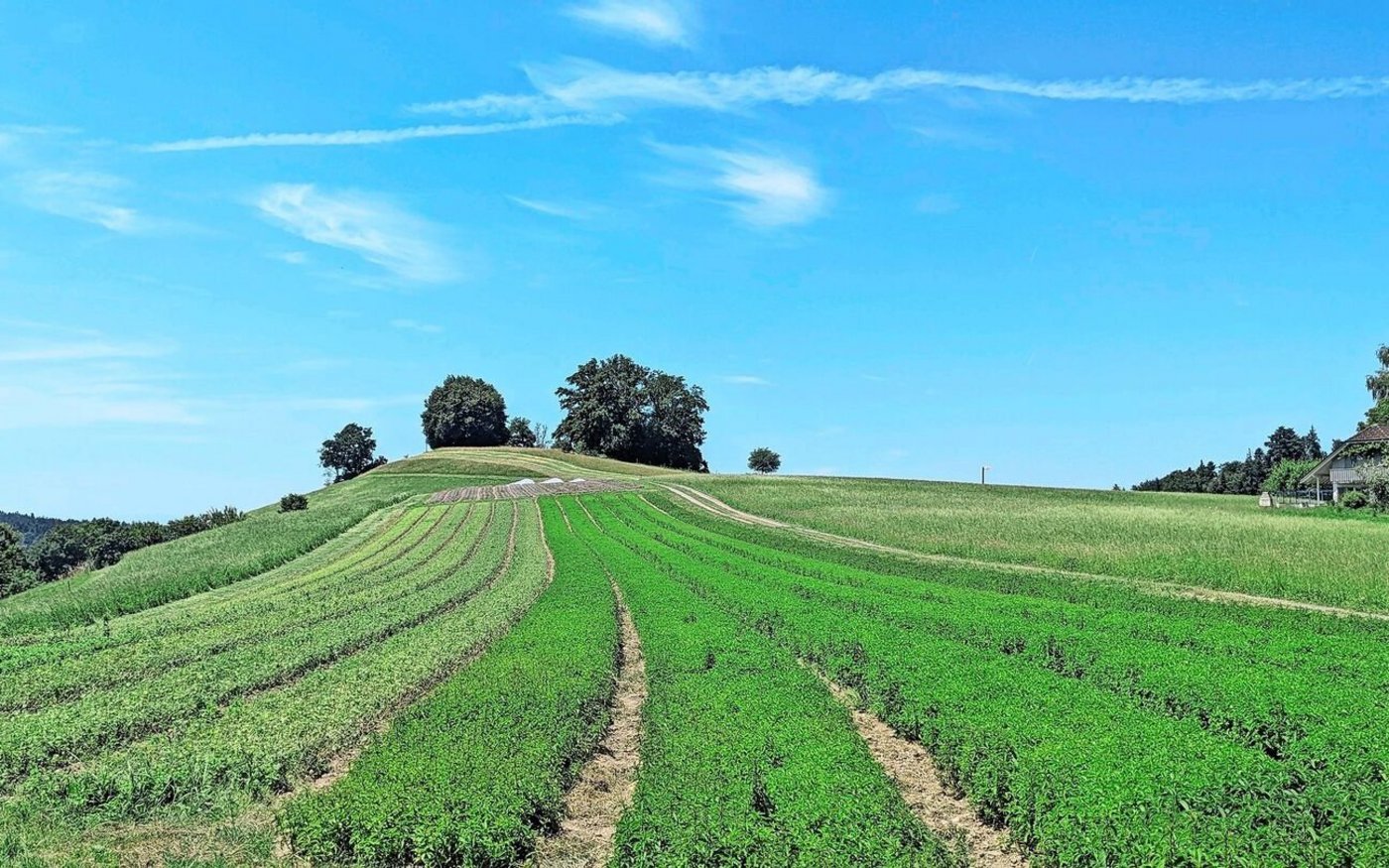 Die Minzenfelder auf dem Betrieb Isehuet.  