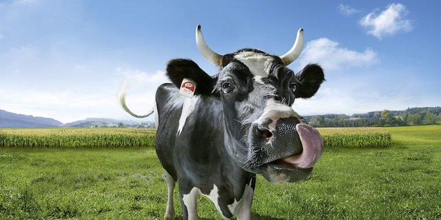 Lovely ist die Swissmilk-Werbekuh und wird in diversen Videos z. B. im Fernsehen gezeigt. Ausserdem ziert das Sujet verschiedene Fanartikel. (Bild Swissmilk)  