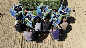 Die Pflanzkosten für Zuckerrüben sind hoch, die Investitionen scheinen sich aber zu lohnen. (Bild Thomas Alföldi / FiBL)