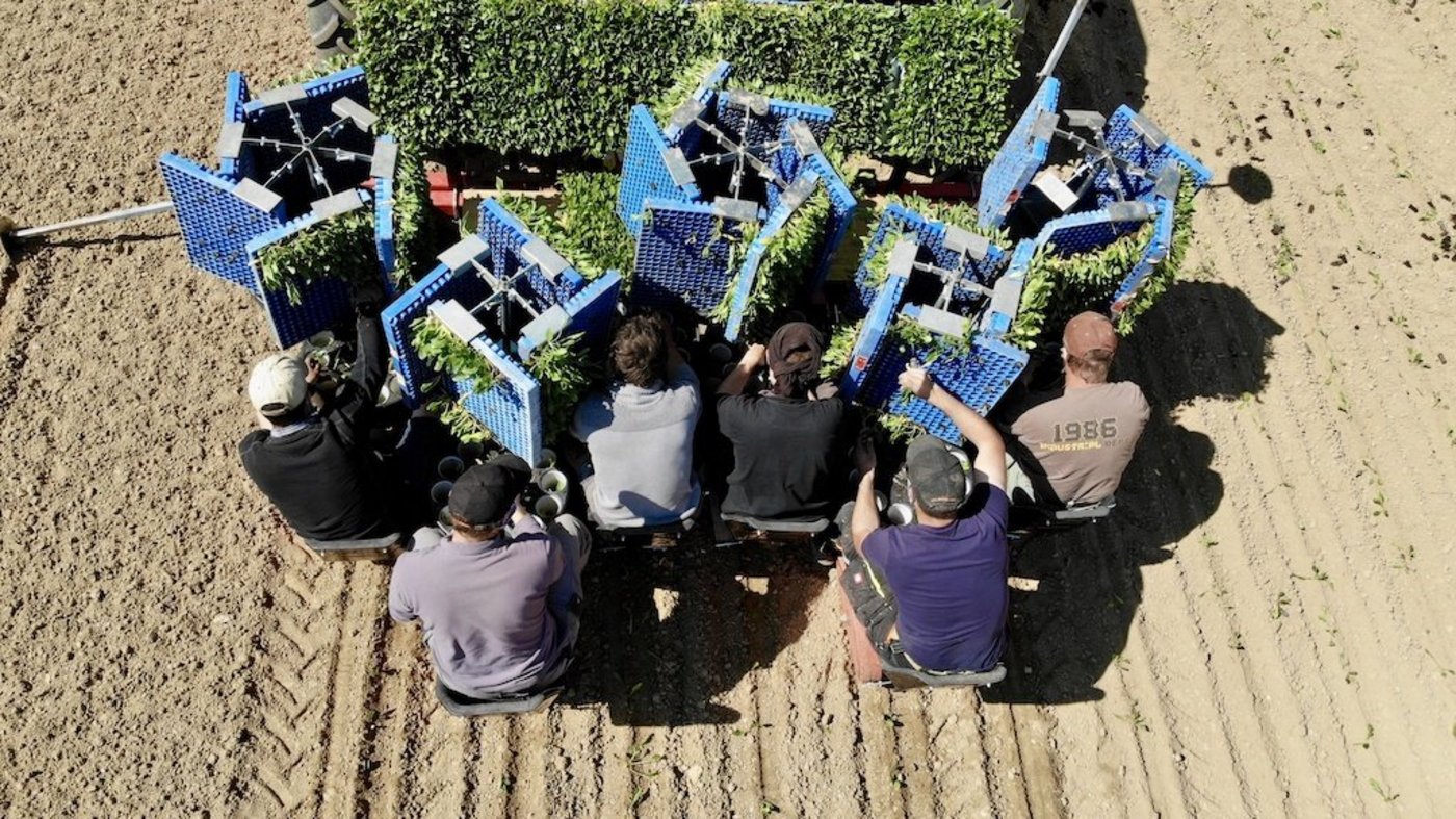 Die Pflanzkosten für Zuckerrüben sind hoch, die Investitionen scheinen sich aber zu lohnen. (Bild Thomas Alföldi / FiBL)