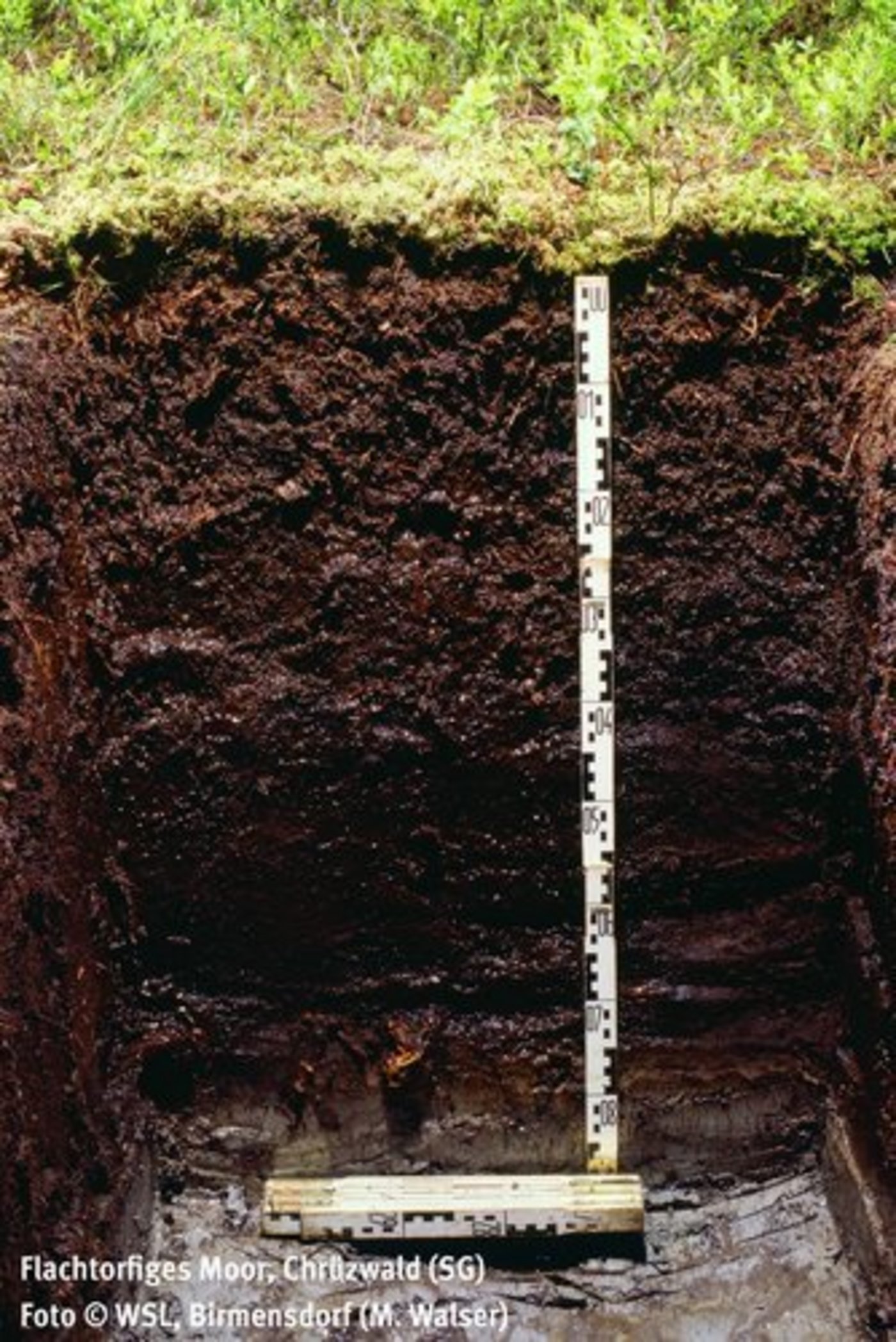 Hier flachtorfiger Moorboden in Chrüzwald SG. (Bild: WSL/M. Walser)