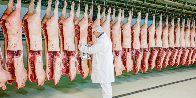 Suisag-Mitarbeitende verfolgen eine bestimmte Anzahl Endprodukte bis in den Schlachthof, um die Leistungen der Vaterlinien-KB-Eber beurteilen zu können. (Bild zVg)