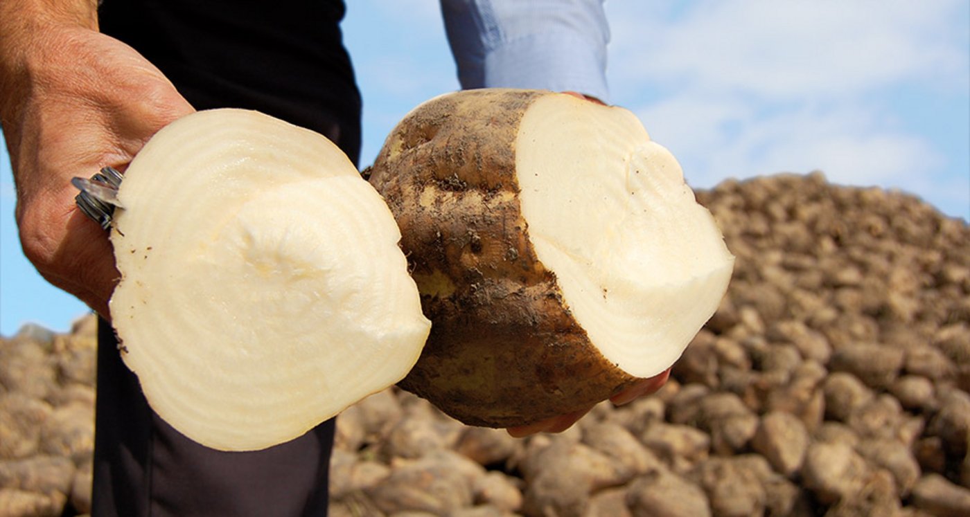 Im Moment erschwert das konstant nasse Wetter die Ernte der Zuckerrüben. (Bild Schweizer Zucker) 