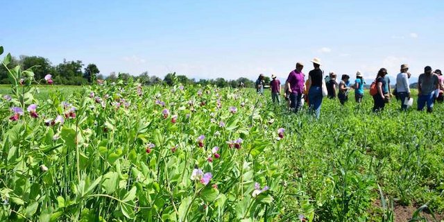 Am Standort in Uster ZH blühen die Erbsen, die in Kombination mit Sommergerste angesät wurden. Das Züchterteam der Getreidezüchtung Peter Kunz erhofft sich positive Interaktionen zwischen den beiden Mischungspartnern. (Bild lko)