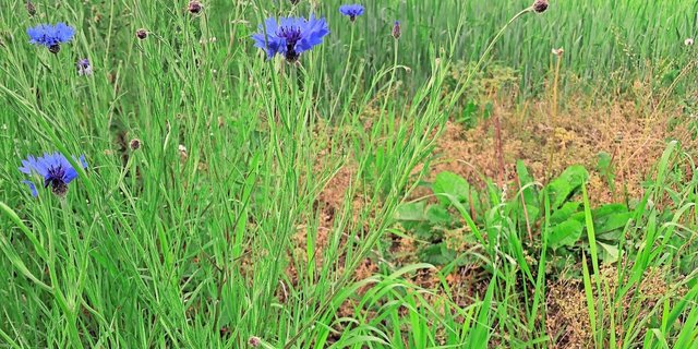 Acker-BFF sind bereits im letzten Jahr angelegt worden. Zahlen zu den genauen Flächen liegen aktuell keine vor. 