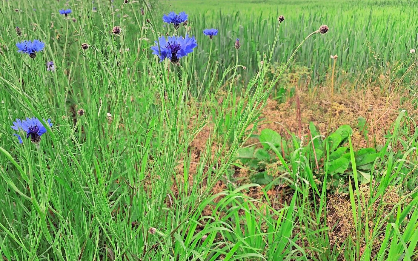 Acker-BFF sind bereits im letzten Jahr angelegt worden. Zahlen zu den genauen Flächen liegen aktuell keine vor. 