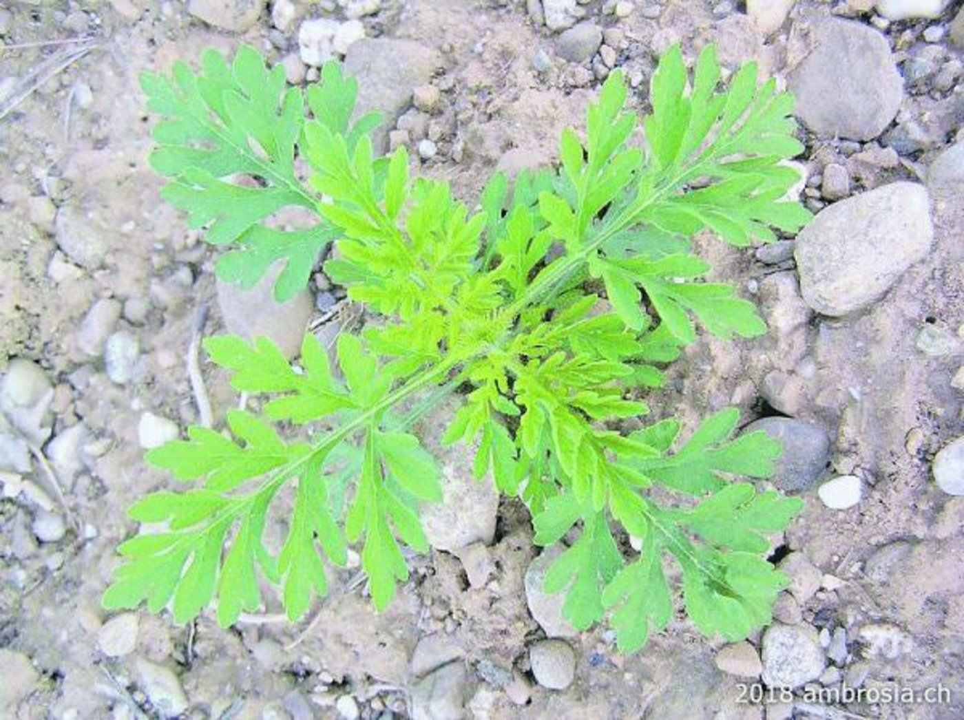 Gefürchteter Neophyt: Ambrosia hat schwer allergene Pollen und ist deshalb – noch – auf der schwarzen Liste. (Bild ambrosia.ch)