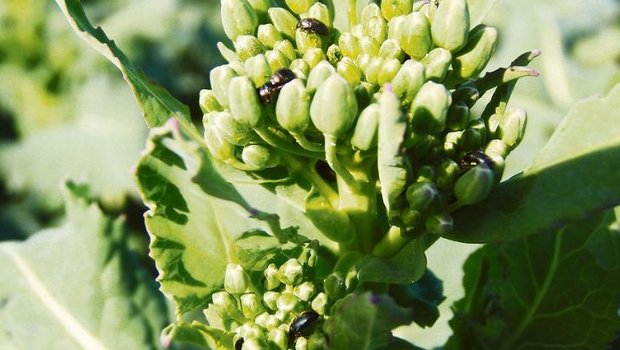 Rapsglanzkäfer sind aktiv – eine Randbehandlung ist meist ausreichend. (Bild Andi Distel, LZ Liebegg)