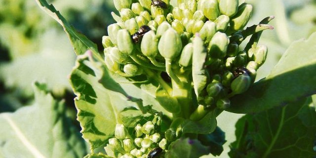 Rapsglanzkäfer sind aktiv – eine Randbehandlung ist meist ausreichend. (Bild Andi Distel, LZ Liebegg)