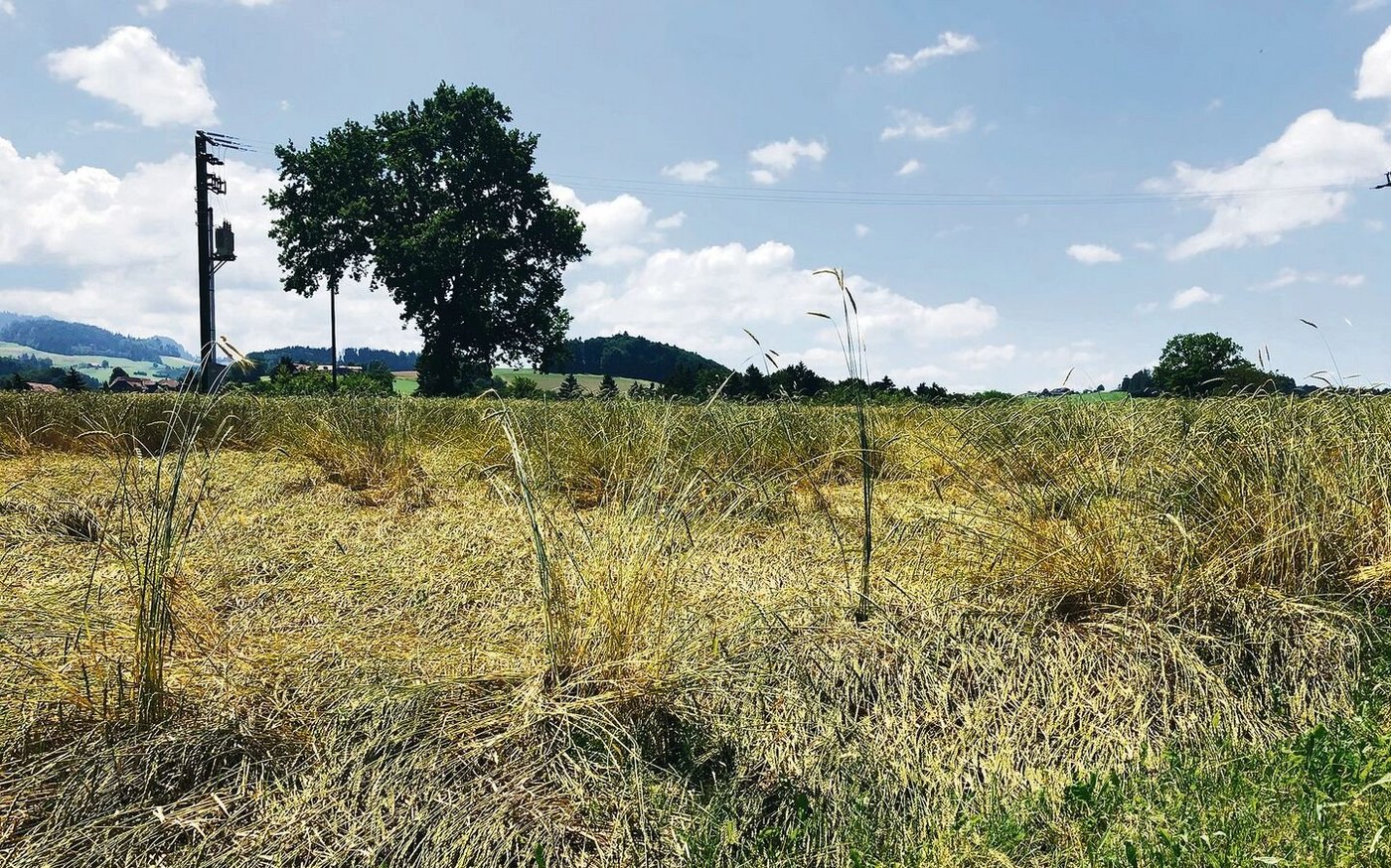 Die Biobranche verzeichnet für das vergangene Jahr rund 4000 Tonnen Auswuchs-Biogetreide. Die Futtergetreideernte ist um rund 20 % tiefer ausgefallen als im 2020.