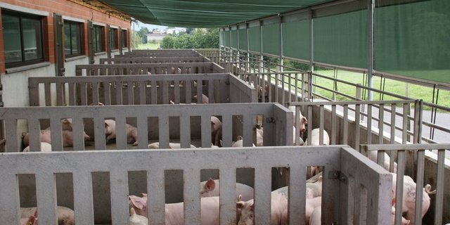 Bei akuten Probleme könne den Schweinehaltern schneller geholfen werden, so die Suisag. (Bild lid)