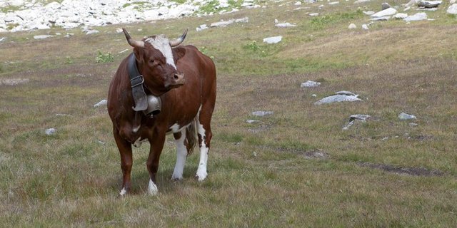Kein Leichtgewicht: Ein Evolèner Rind, in diesem Fall aber nicht das geflohene. (Bild LID)