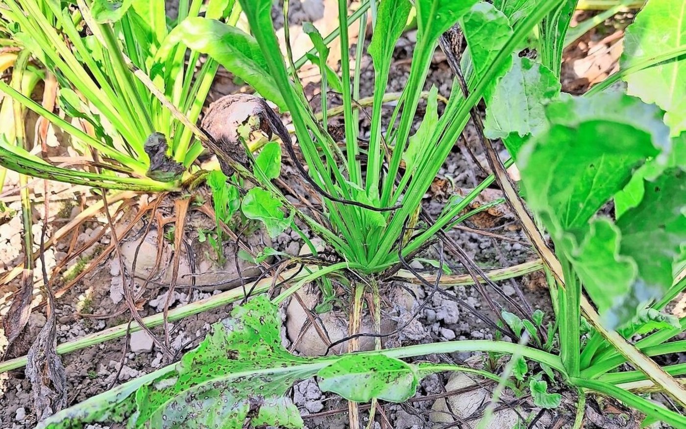 Der letztjährige starke Cercospora-Druck sorgte vielerorts für grosse Schäden. Das Fungizid Propulse soll nun Abhilfe schaffen.