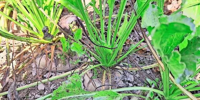 Der letztjährige starke Cercospora-Druck sorgte vielerorts für grosse Schäden. Das Fungizid Propulse soll nun Abhilfe schaffen.