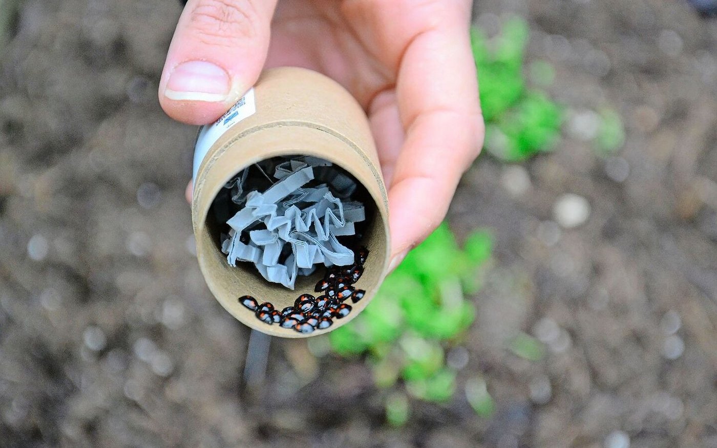 Die im Projekt freigesetzten Käfer wurden in Italien gezüchtet.