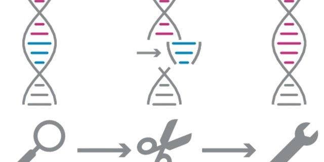 Mit der Such- und Schneide-Maschine CRISPR/Cas lassen sich Gene punktgenau aus Organismen herausschneiden und mit fremden Bestandteilen ergänzen oder ersetzen. (Grafik mi/Quelle transgen.de)