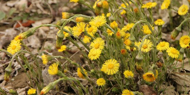 Die Vegetation ist 2020 rund einen Monat verfrüht. Es zeigte sich bereits der erste blühende Huflattich. (Bild Pixabay)