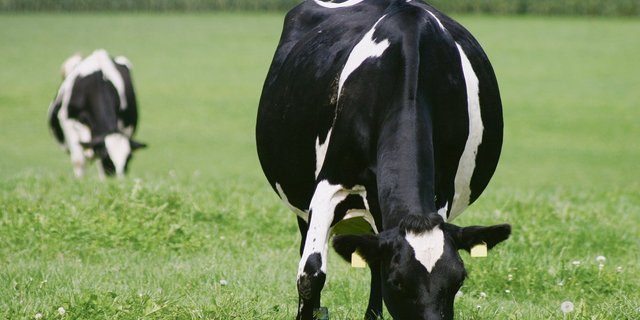 Je nach Haltungsform, baulichen Massnahmen und Sauberkeit entstehen mehr oder weniger Emissionen.(Bild Remo Petermann)