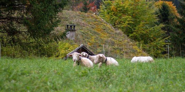 Die Kantone sollen gemäss Erläuterungsbericht Weideflächen als «nicht schützbar» bezeichnen können. Risse auf solchen Weiden werden dann auch ohne Herdenschutzmassnahmen angerechnet. (Bild reginasphotos / Pixabay)