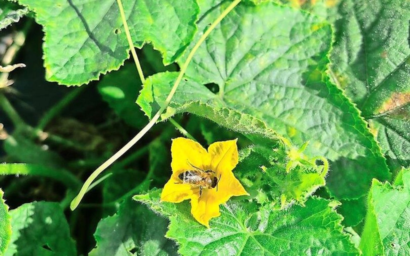 Die Essiggurkenernte neigt sich langsam dem Ende zu. Der Ertrag ist erfreulich ausgefallen.