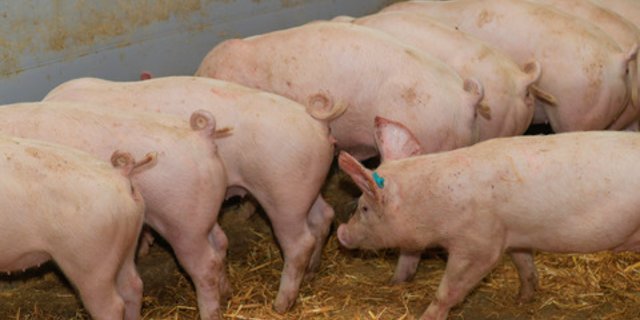 Weil der Inlandanteil seit 2018 wieder tiefer ist, muss auch mehr importiert werden. (Bild die grüne/Peter Röthlisberger)