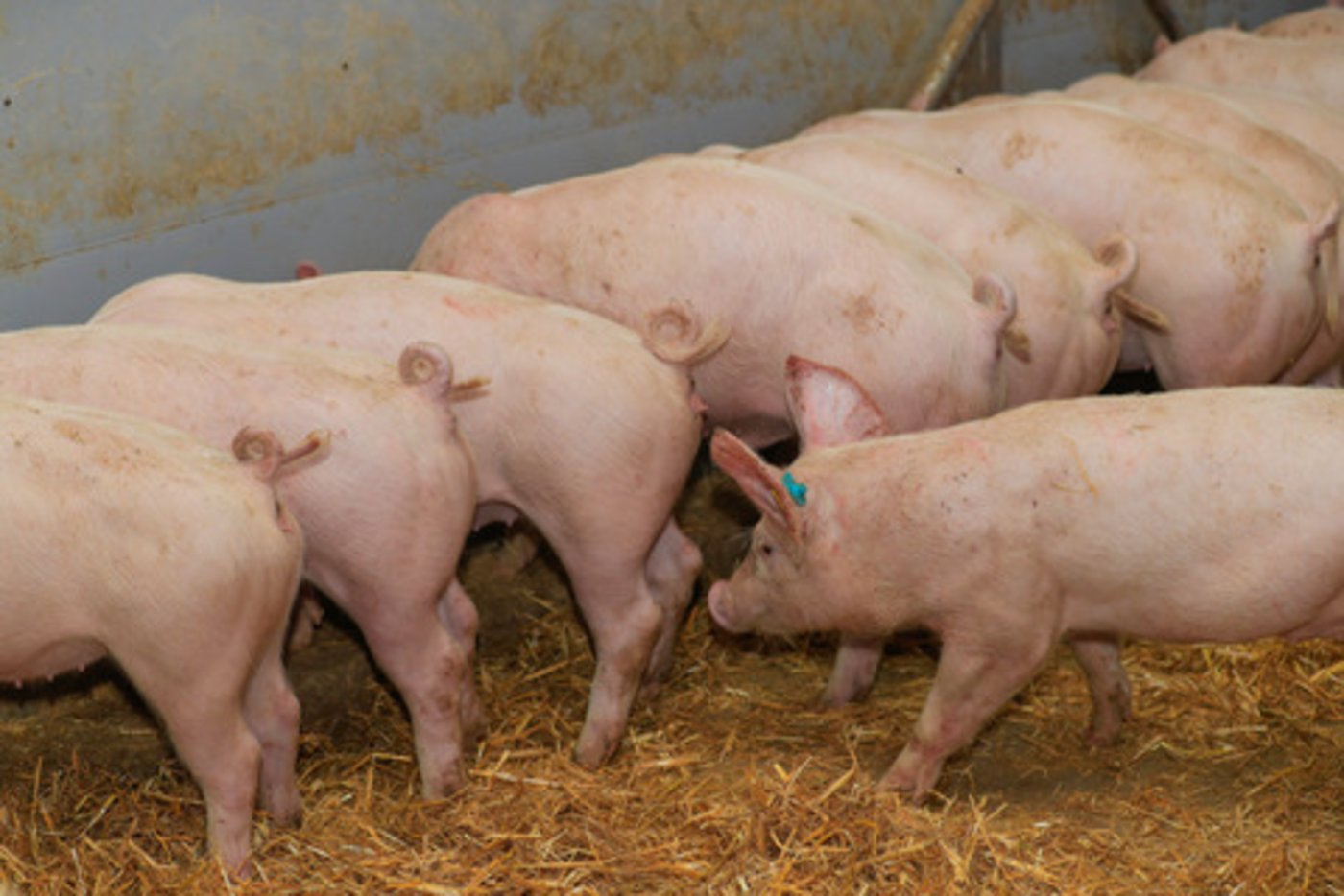 Weil der Inlandanteil seit 2018 wieder tiefer ist, muss auch mehr importiert werden. (Bild die grüne/Peter Röthlisberger)