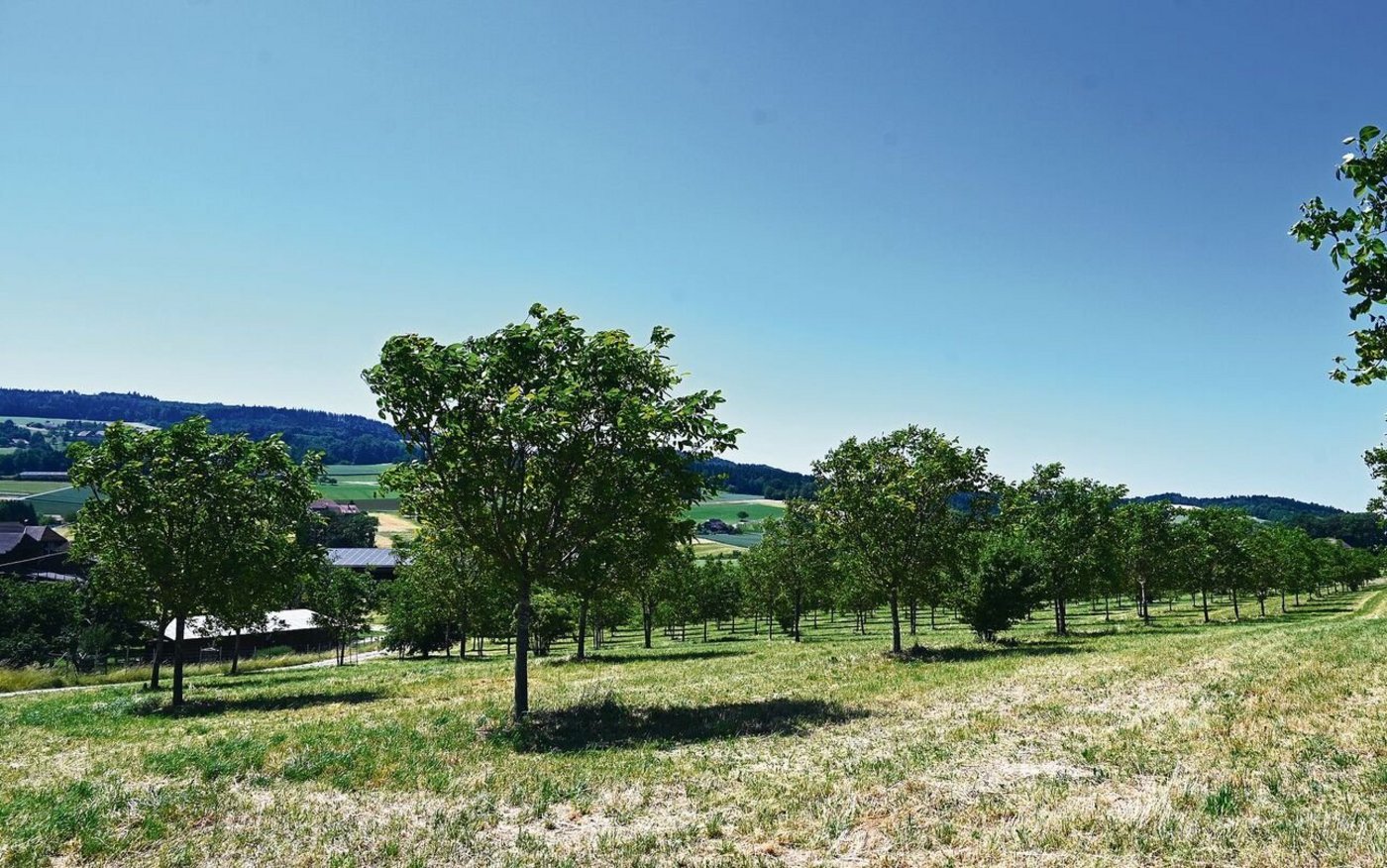 286 Baumnussbäume nennt die Familie Affolter in Lobsigen ihr Eigen. Ein Teil der Ernte wird in kleinteiliger Handarbeit zu Schwarznuss veredelt. 