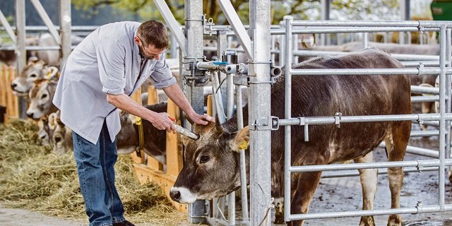 Hofschlachtung auf dem Hof Dusch im Kanton Graubünden: Die Betäubung erfolgt durch einen Bolzenschuss im Selbstfanggitter.(Bild Tina Sturzenegger)