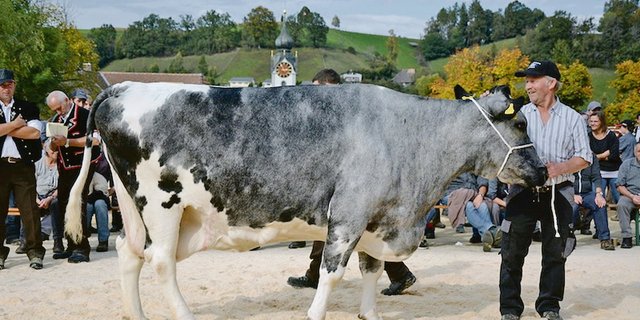 Die allerschönsten Kühe in einem Bestand scheinen nicht automatisch auch die Ältesten zu werden.    (Bild sb)
