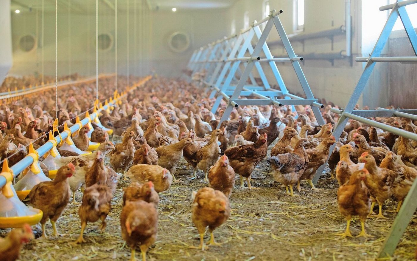 Der Einbau und die Nachrüstung von bestehenden Ställen verursachen sehr hohe Kosten. Dabei könne ein «äusserst schlechtes Kosten-Nutzen-Verhältnis» entstehen, gibt das Aviforum zu bedenken.