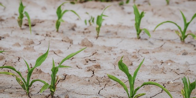 Die Trockenheit wird vor allem in der Landwirtschaft ein Problem. (Bild Couleur/pixabay)