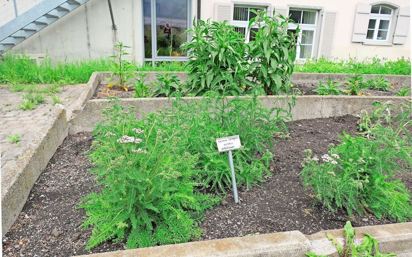 Schafgarbe im Kräutergarten.