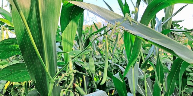 Die Stangenbohnen nutzen den Mais als Klettergerüst. Dank der dicken Stängel trägt er die Ranken, ohne zu brechen.