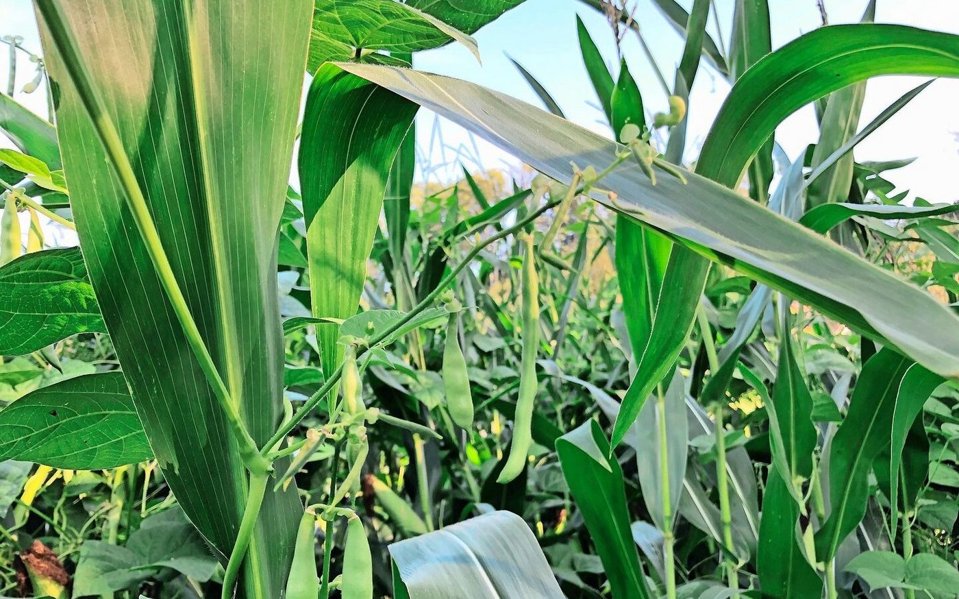 Die Stangenbohnen nutzen den Mais als Klettergerüst. Dank der dicken Stängel trägt er die Ranken, ohne zu brechen.