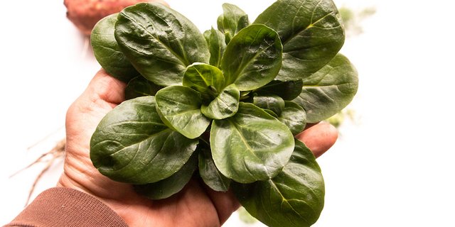 Je nach Platzangebot kann ein Nüsslisalat auch mal riesig ausfallen. (Bild ED)