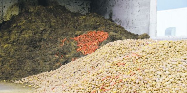 Dieses Gemüse kann weder verkauft noch verfüttert werden. In der Bioenergieanlage Bätterkinden werden wenigstens noch Strom und Wärme daraus gewonnen. (Bild Debora Moos)