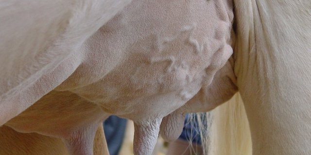 Zum verkleben der Euter ist laut ASR-Reglement Collodium (8%) immer noch zugelassen. (Bild BauZ)