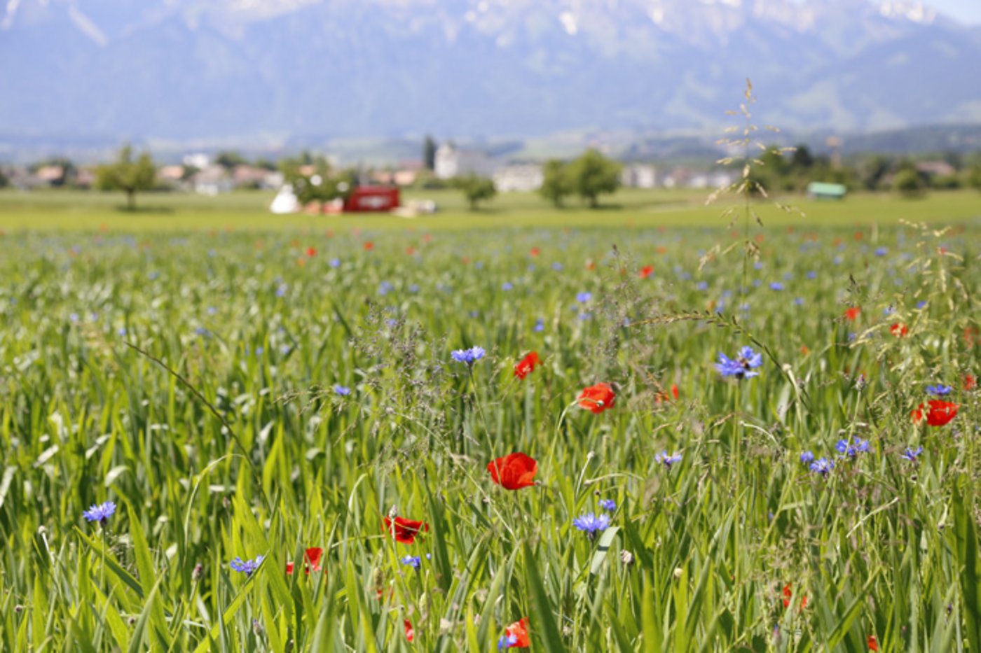 Gute Aussichten für die Biomärkte: Dank Corona ist der Absatz kurzfristig stark gewachsen. (Bild lid)