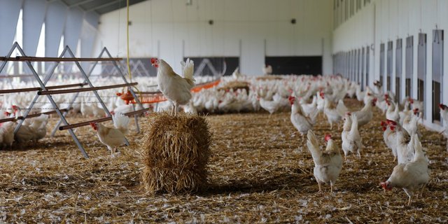 Auf dem Hof Gallipool in Frasses konnten die internationalen Teilnehmer Schweizer Stallysteme mit eigenen Augen sehen. (Bild Melina Gerhard)